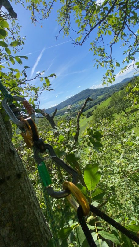 Baumarbeiten Baum sägen Reutlingen