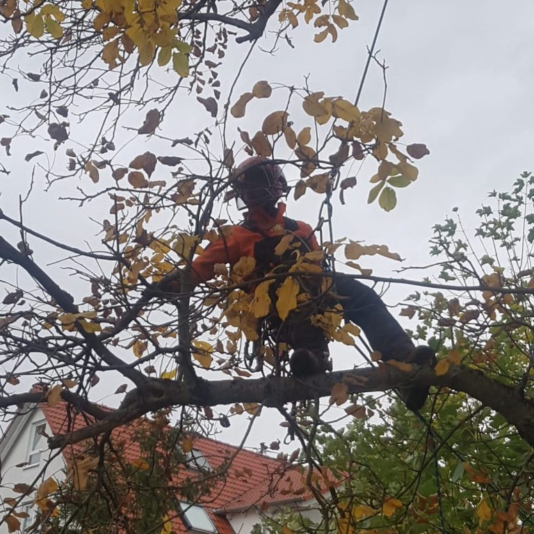 Baumpflege Reutlingen