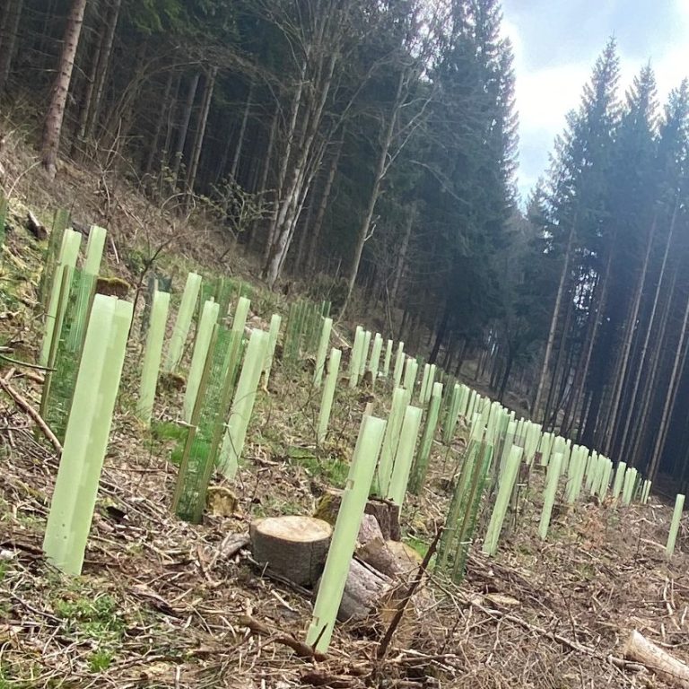 Bäume pflanzen Reutlingen